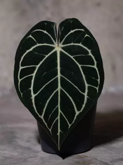 plant/Carla WU 1 Self X BVEP RA2-0-thumbnail