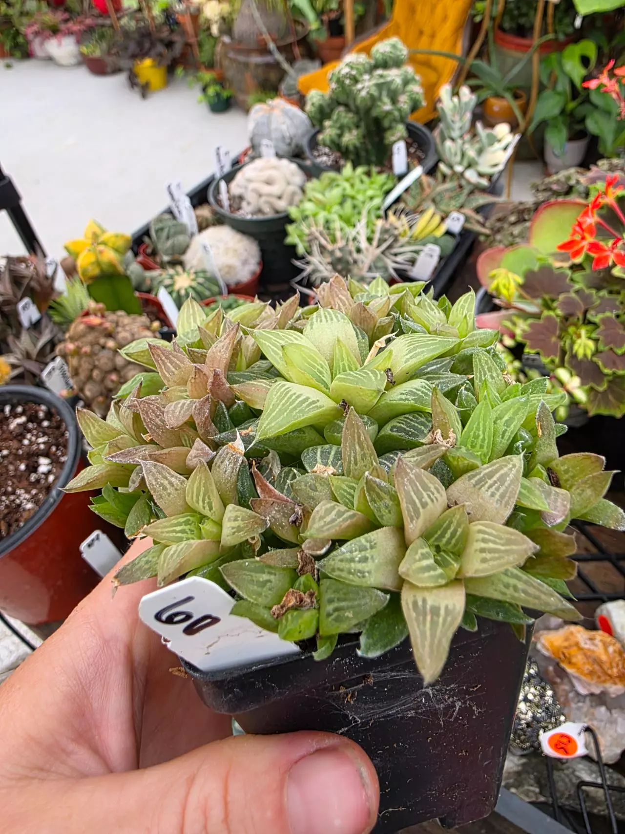 plant/Haworthia Mirabilis. Lots available. All over grown and beautiful-0
