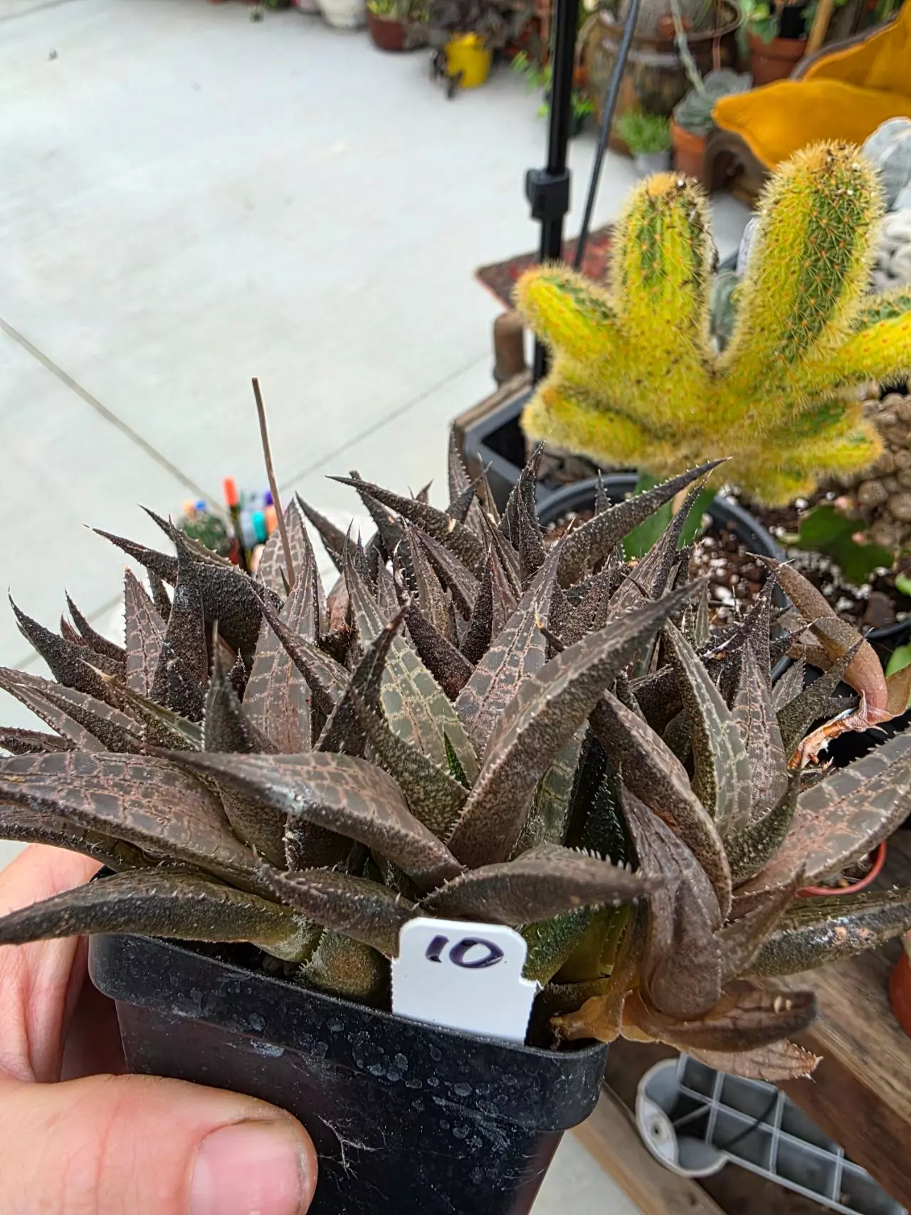 plant/#10 Haworthia Tessellata-1