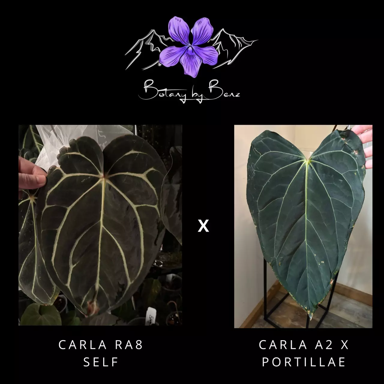 plant/Carla RA 8 Self X Carla A2 x Port-0