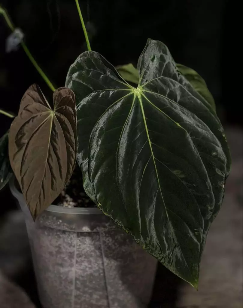 plant/Pure BVEP (RA 2 x Round x BBL)-1