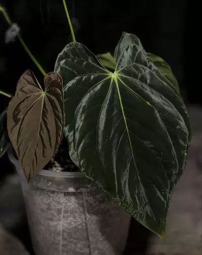 plant/Pure BVEP (RA 2 x Round x BBL)-0-thumbnail