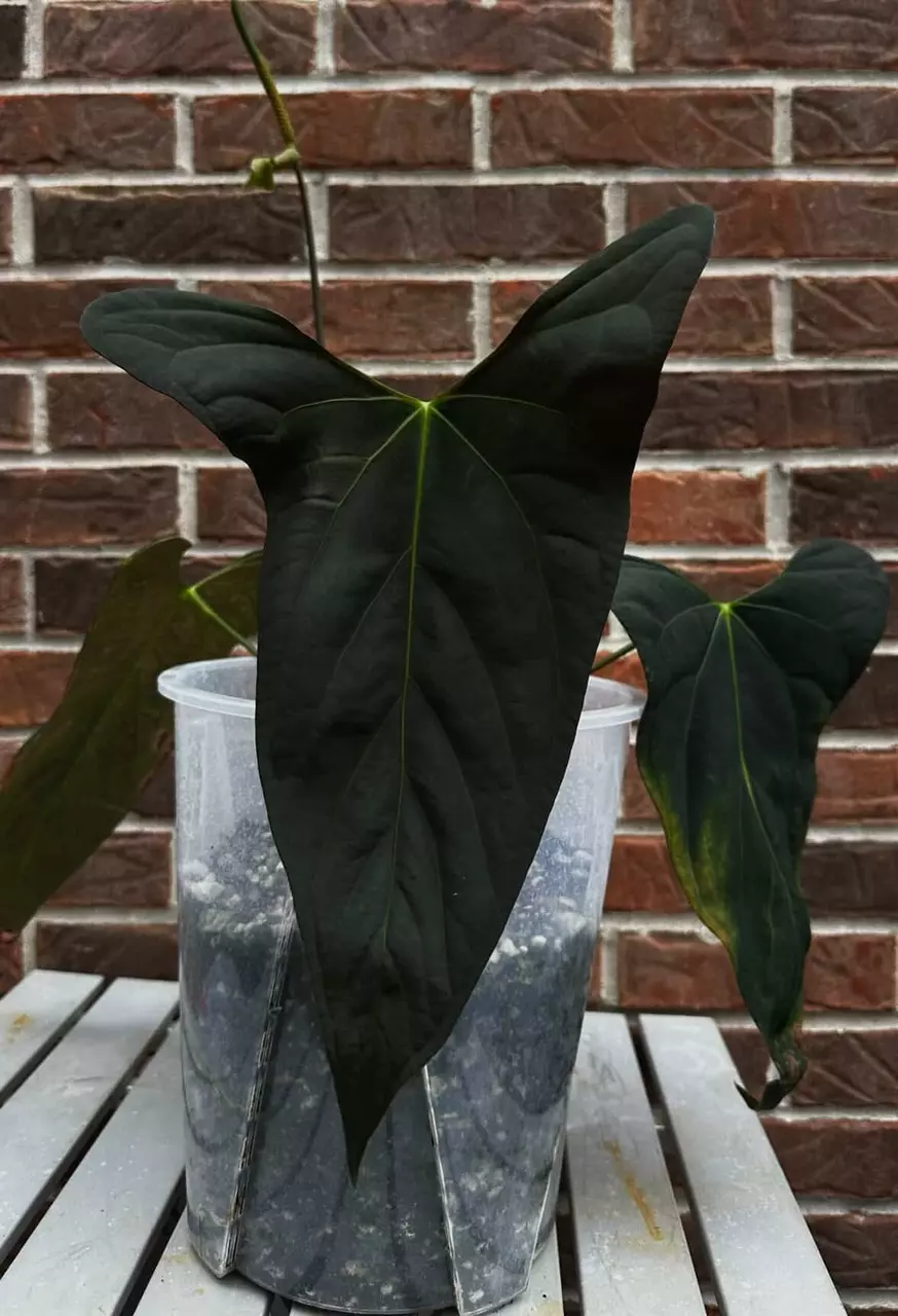 plant/BVEP Long X NSE Port-2