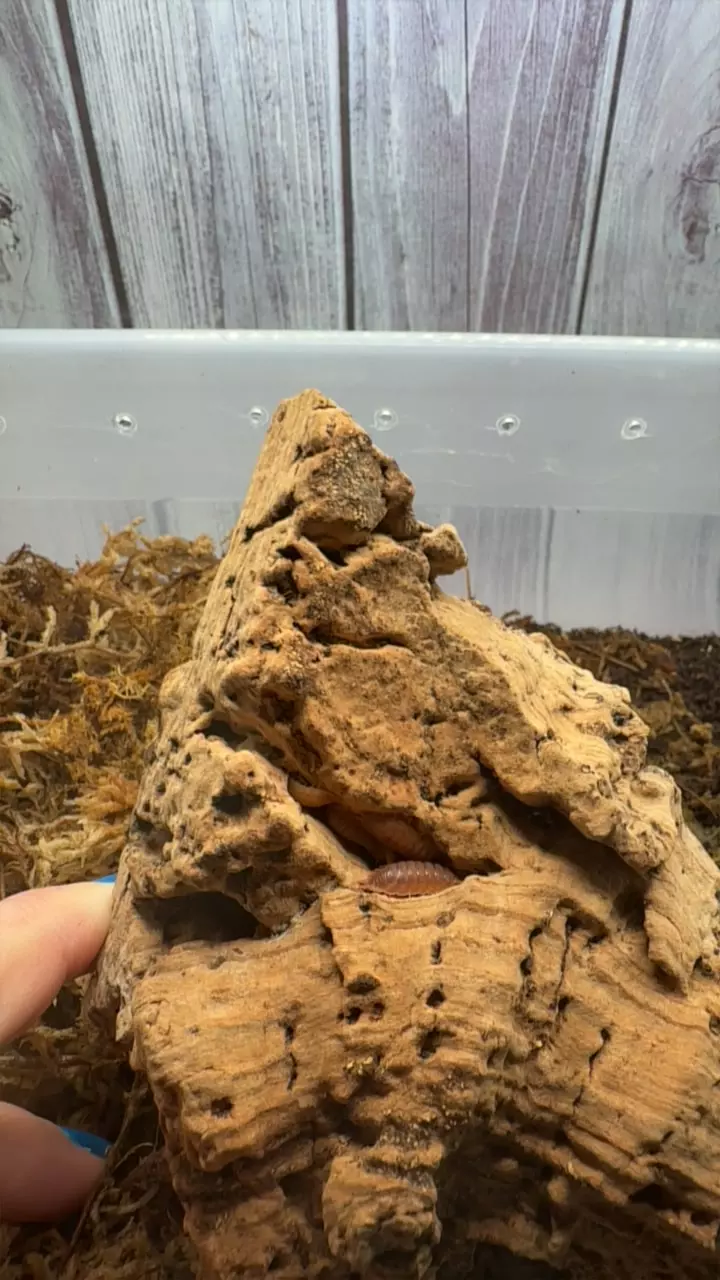 plant/P. Scaber Spanish orange isopods-0