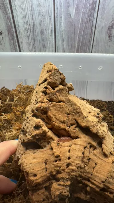 plant/P. Scaber Spanish orange isopods-0-thumbnail