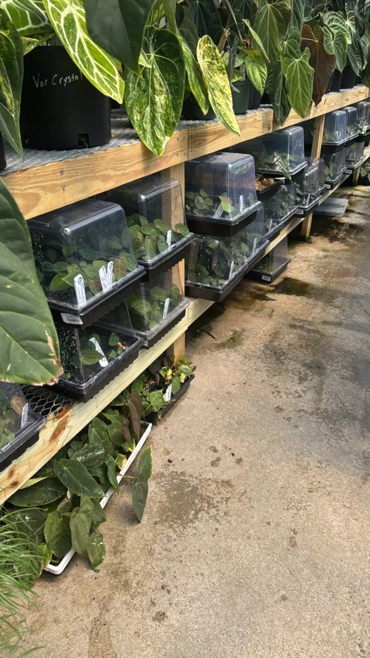 plant/Mystery Anthurium seedling starter 5 pack-0
