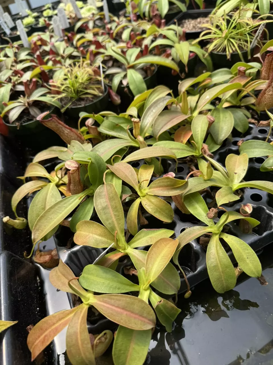 plant/Nepenthes ‘Miranda’ starter-0