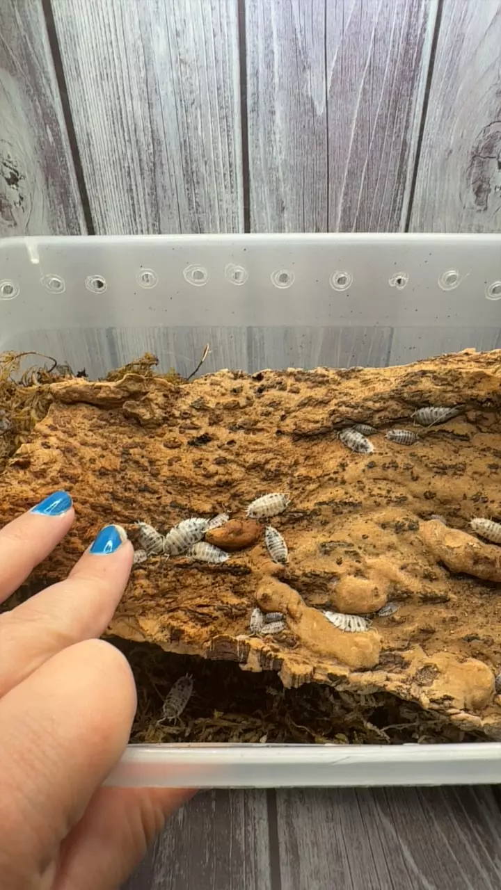 plant/Dairy Cows 50 ct-0