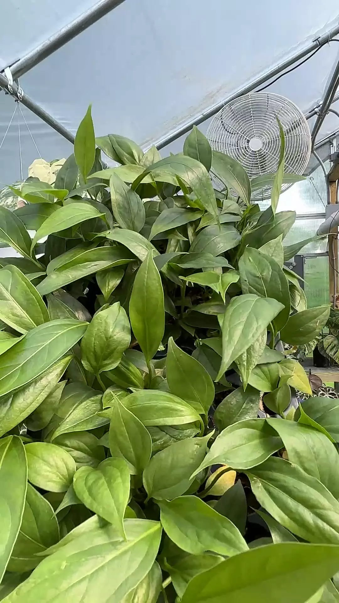 plant/Anthurium ‘Big Bill’ starter-0