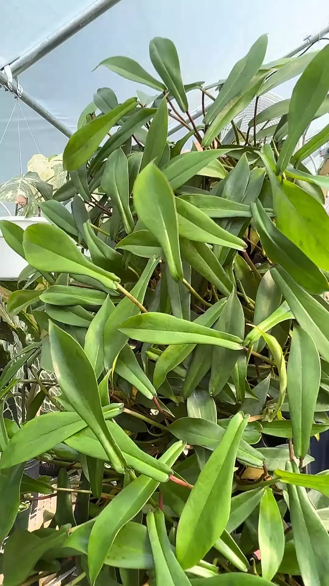 plant/Philodendron Joepii starter-0