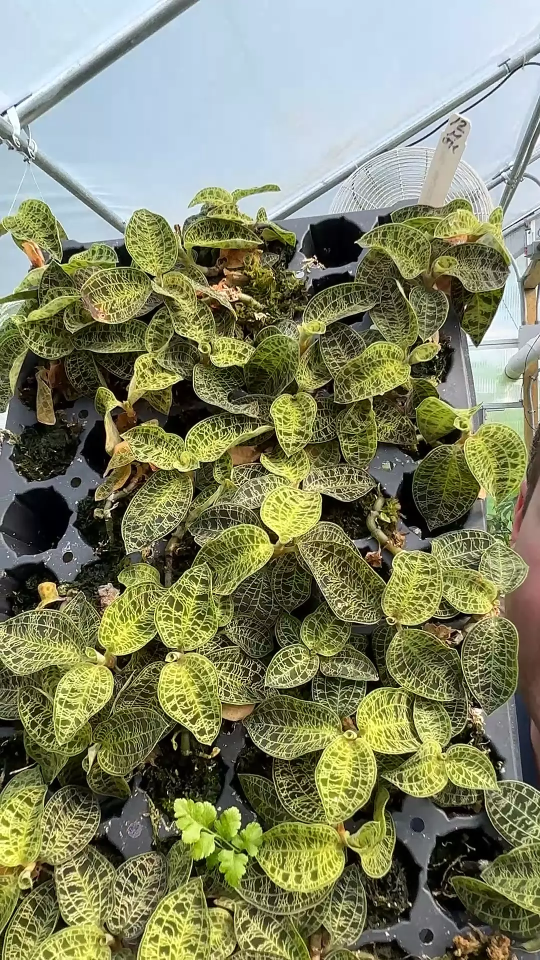 plant/Lightning jewel orchid starter-0