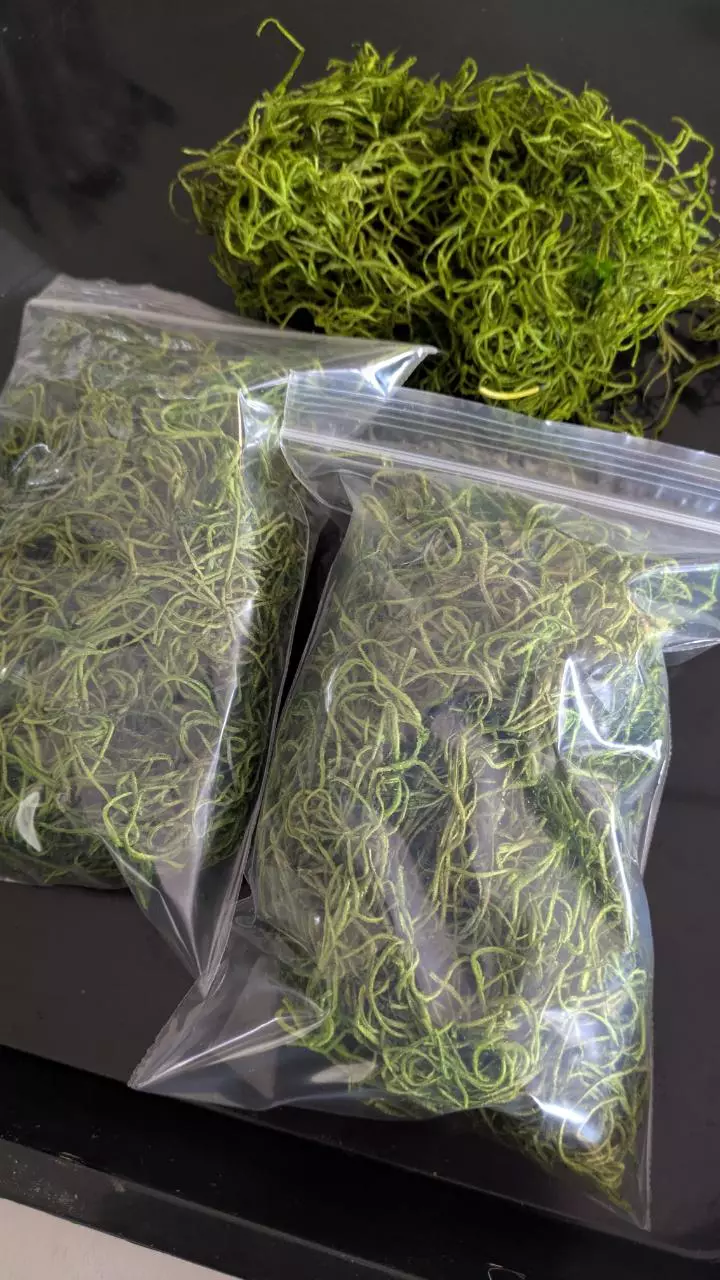 plant/Preserved Dry Spanish Moss 4"x6" Bag-0