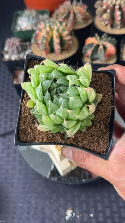 plant/Haworthia Cooperi Variegated GC-0-thumbnail