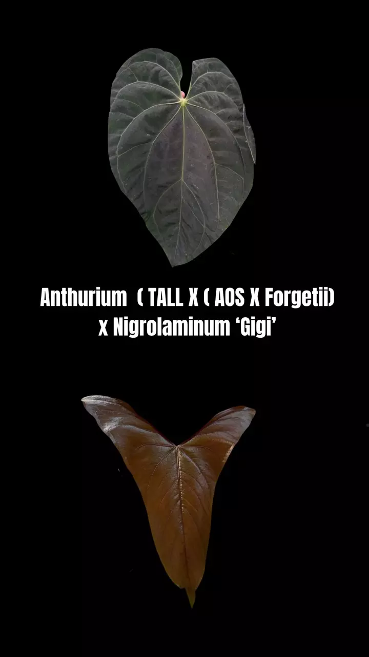 plant/Anth.TALL X ( AOS X Forgetii) x Nigrolaminum ‘Gigi’-0
