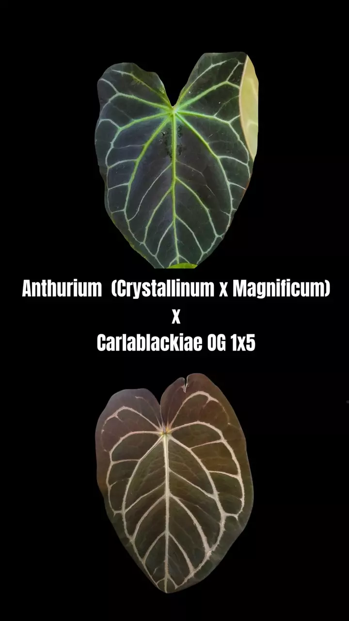 plant/Anth. (Crystal x Mag) x Carlablackiae OG 1x5-0