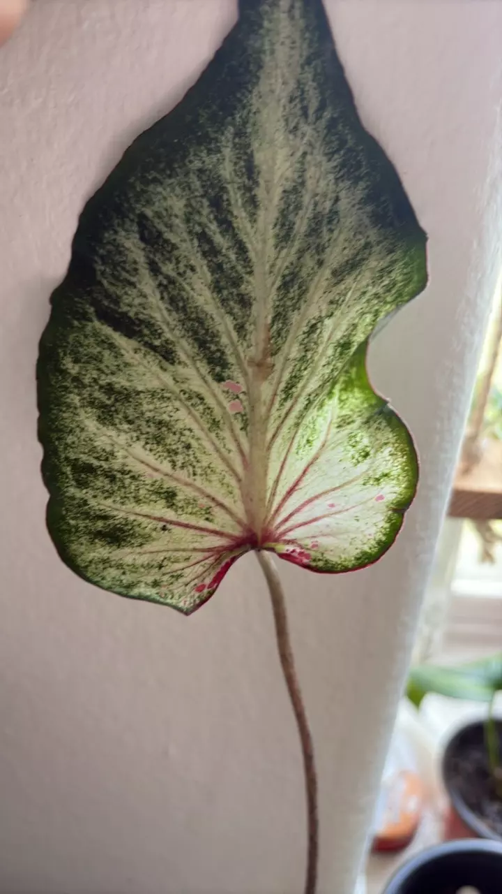 plant/A rooted blushing bride growers choice variegated-0