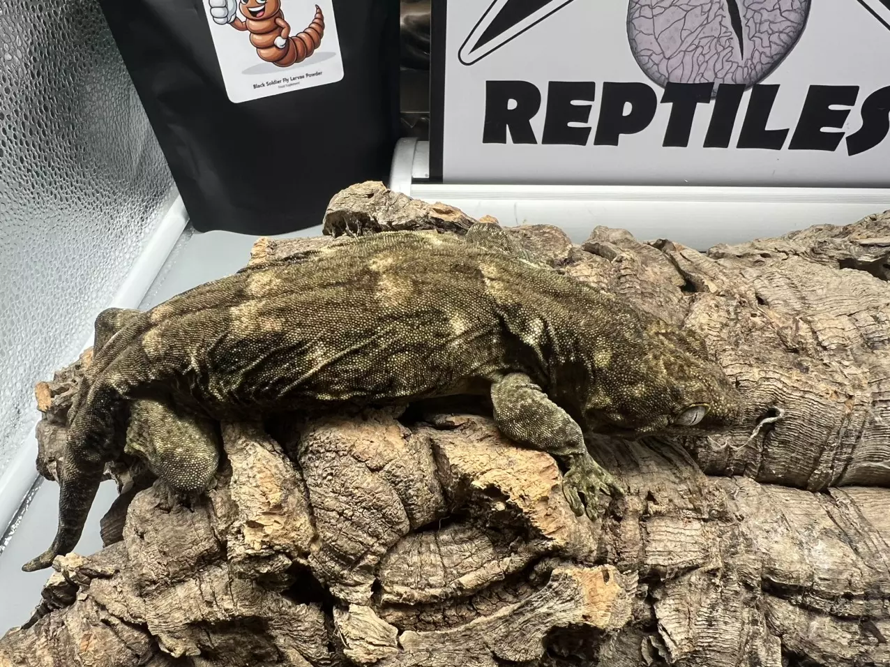 plant/Gt c cross color female 98 g-0