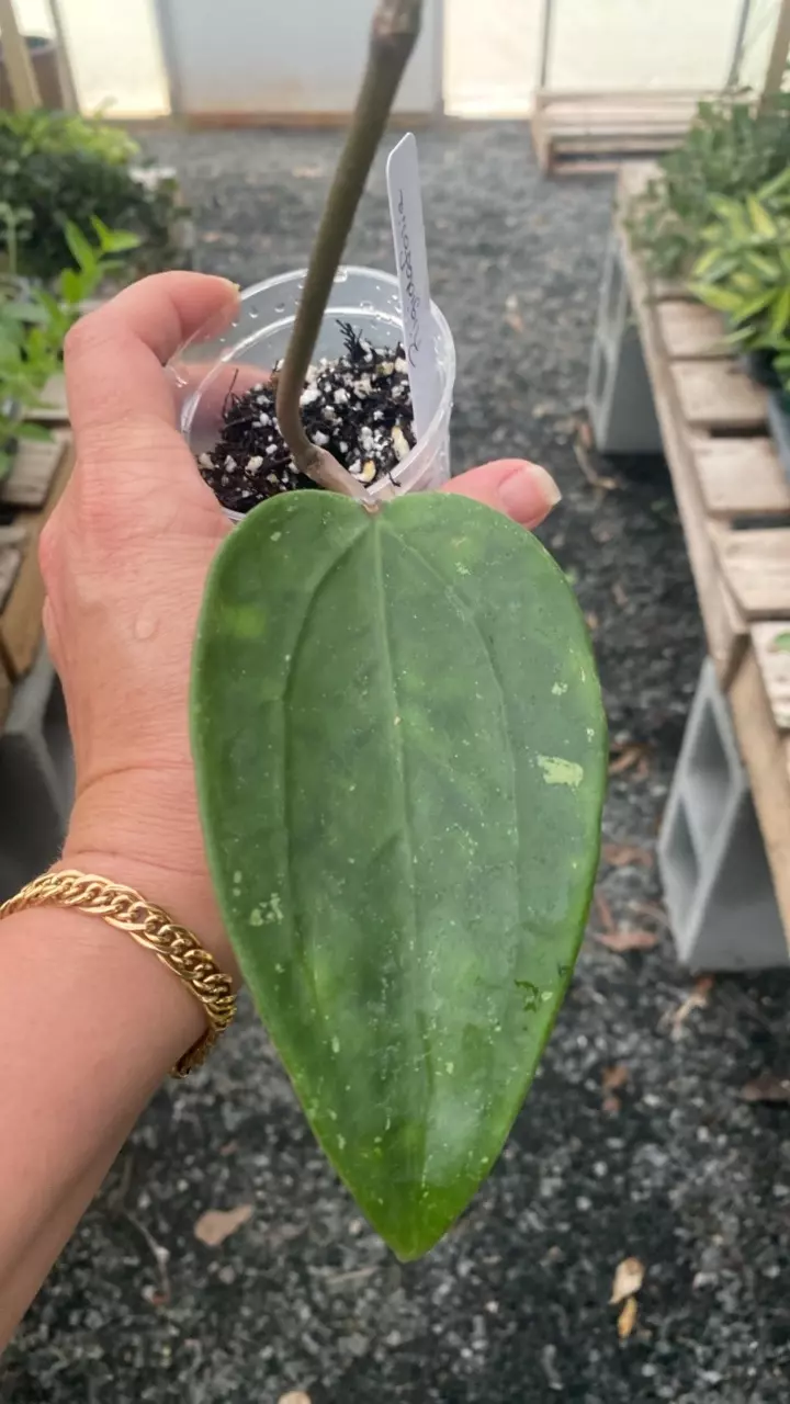 plant/Rigida Short Leaf-0