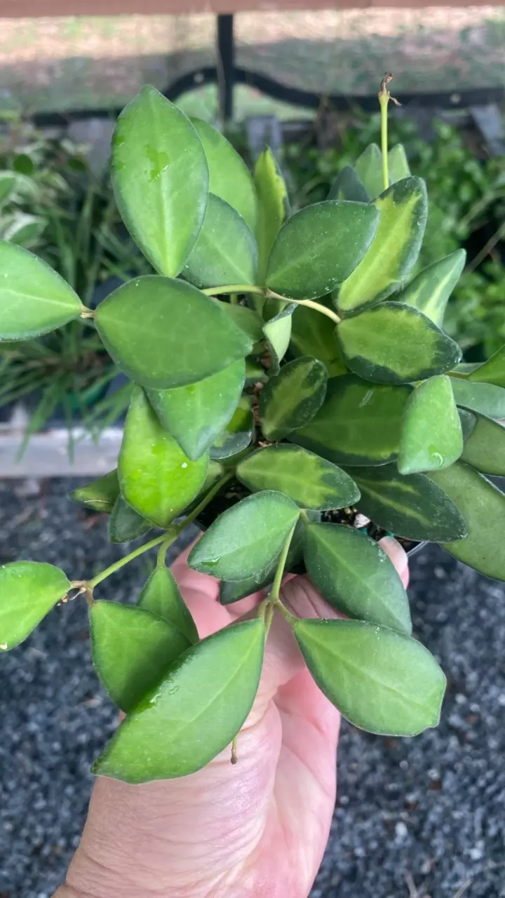 plant/Variegated Burtoniae-0