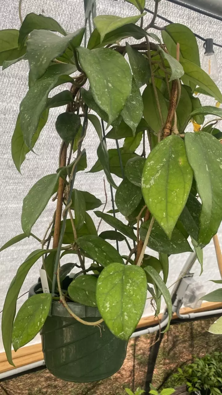 plant/Vitellinoides Splash-2