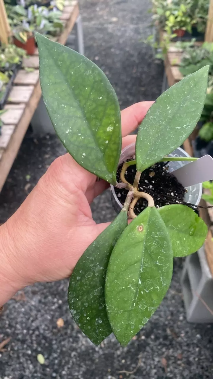 plant/Vitellinoides Splash-1