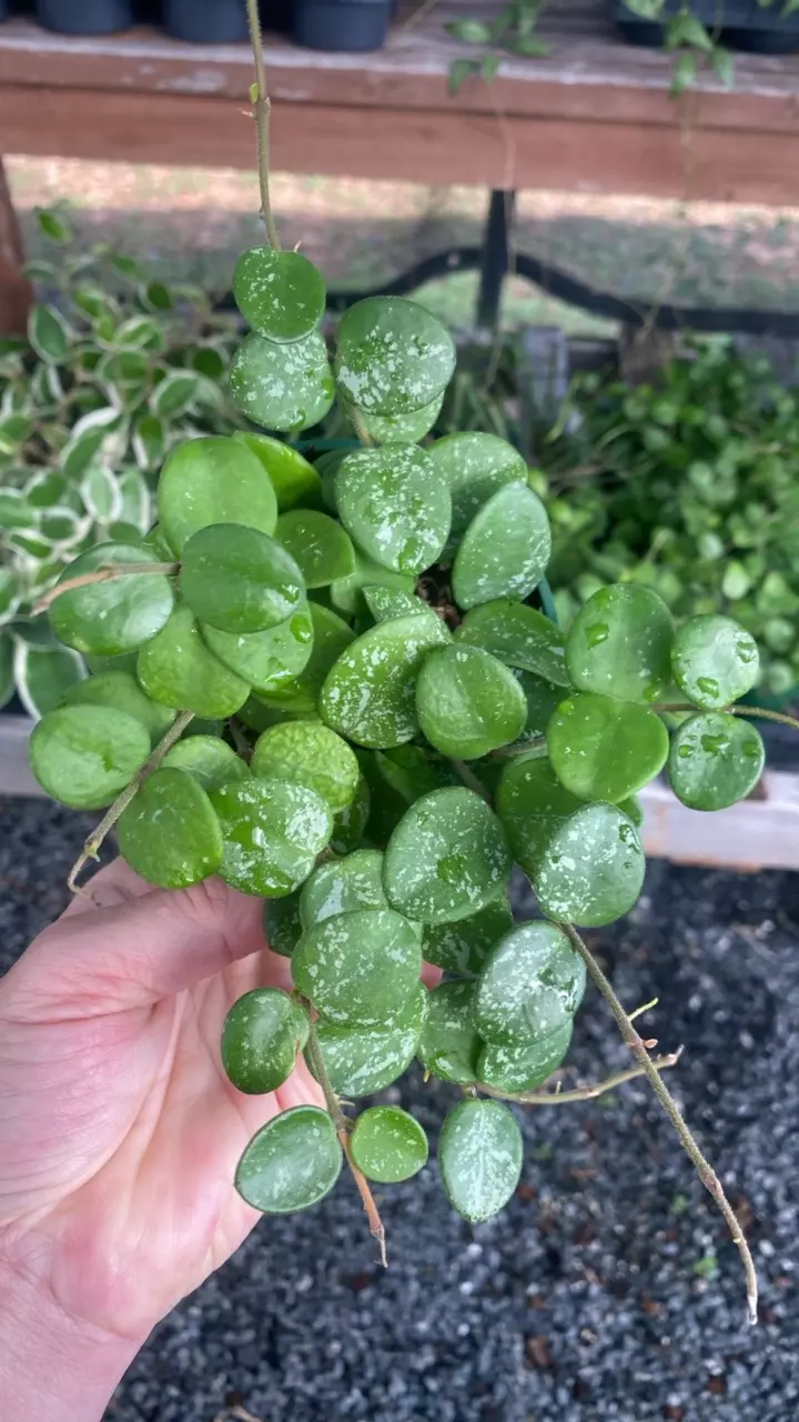 plant/Matilde Splash-0