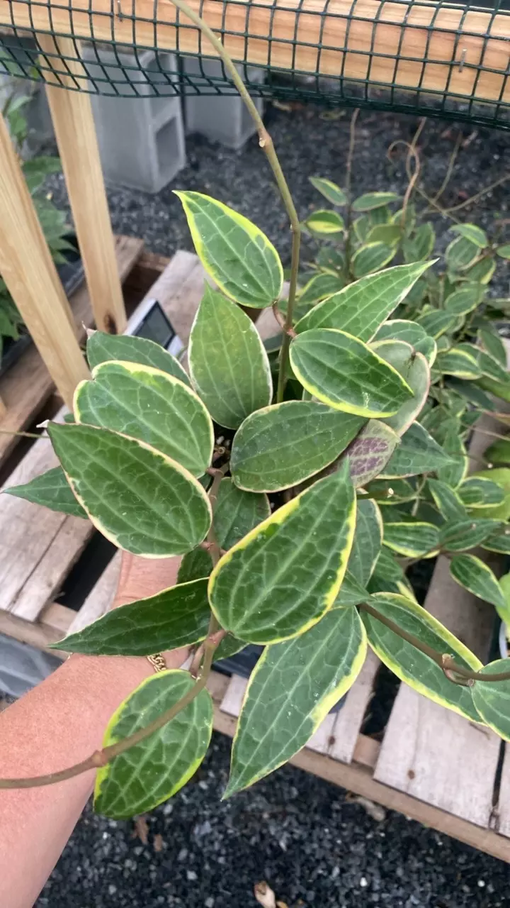 plant/Latifolia Albo-0