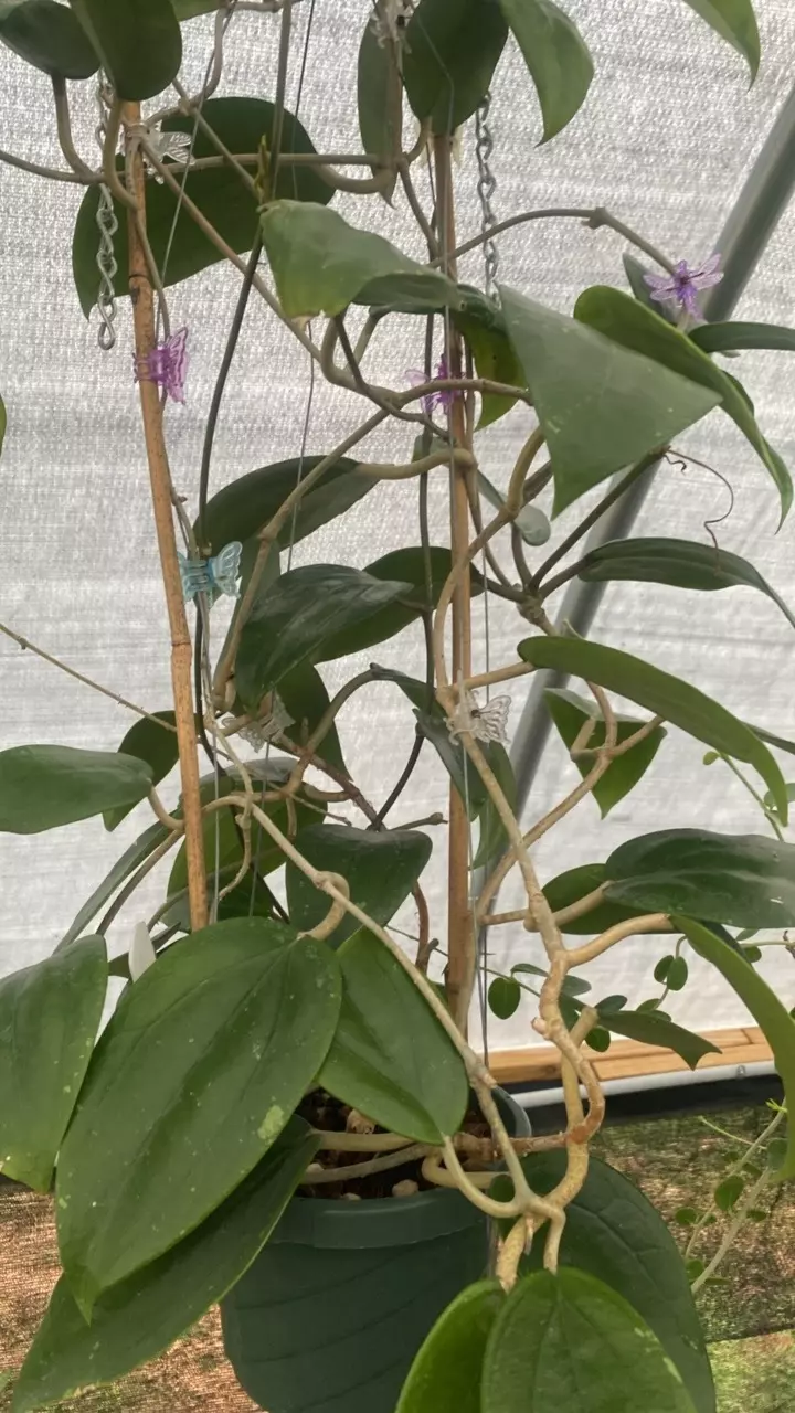 plant/Rigida Short Leaf-1