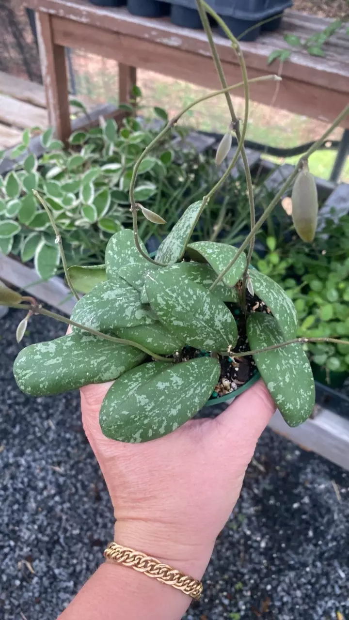 plant/Sigilatis Round Form-0