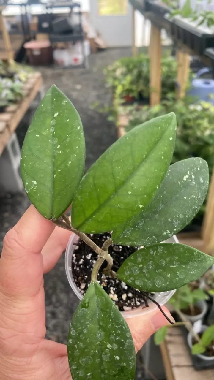 plant/Vitellinoides Splash-0