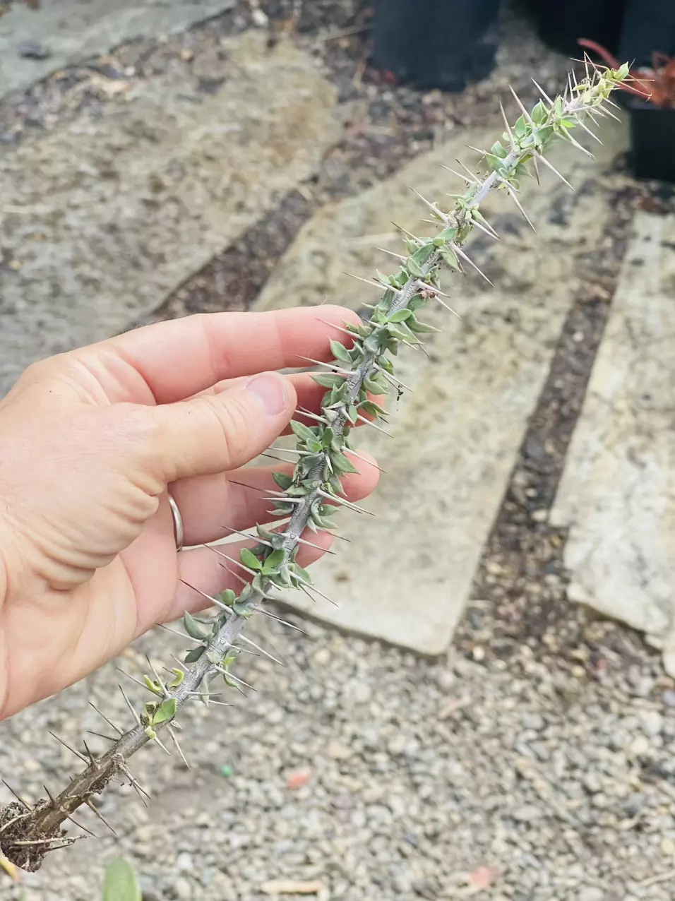 plant/Euphorbia Baharensis-0