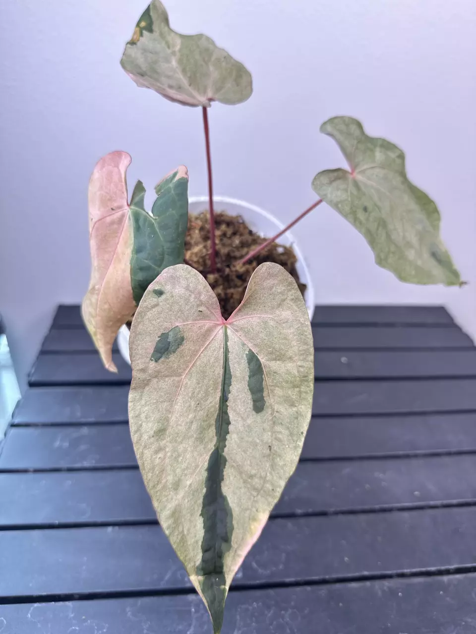 plant/B036 RVDP x Carla var-0