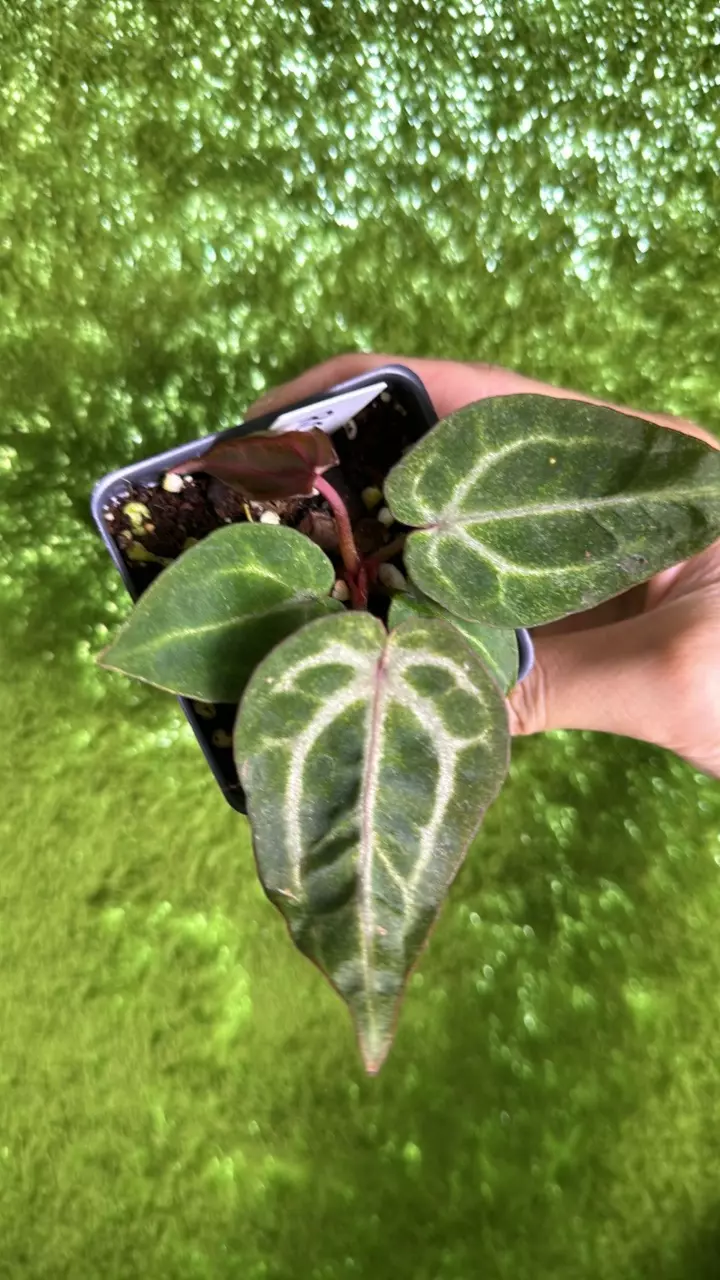 plant/B48 red crystal var rare-0