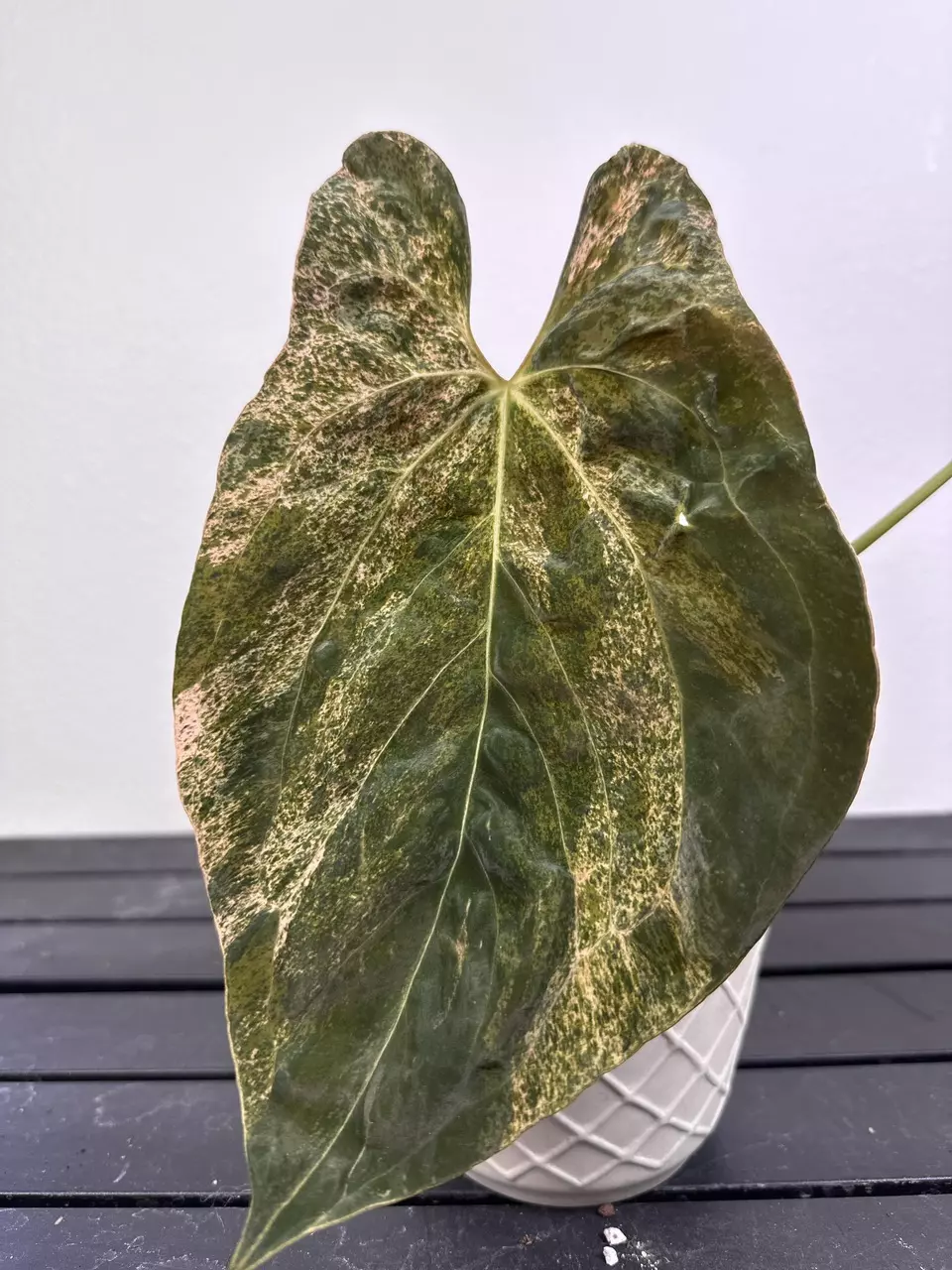 plant/B86 var papi fs self red var-0