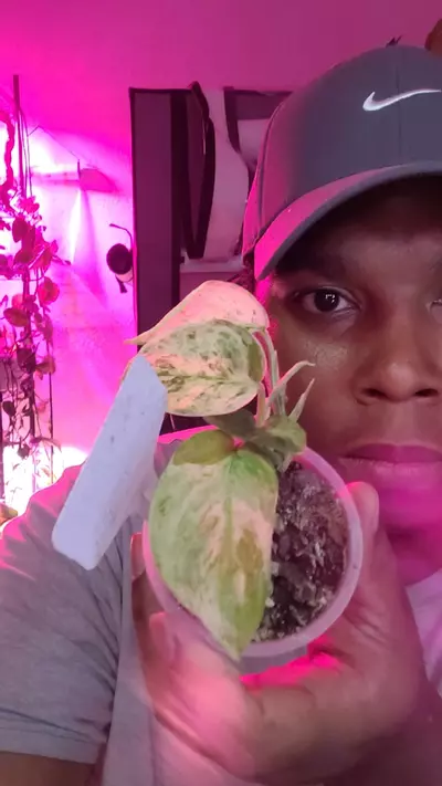 plant/Scindapsus tembaga-0-thumbnail