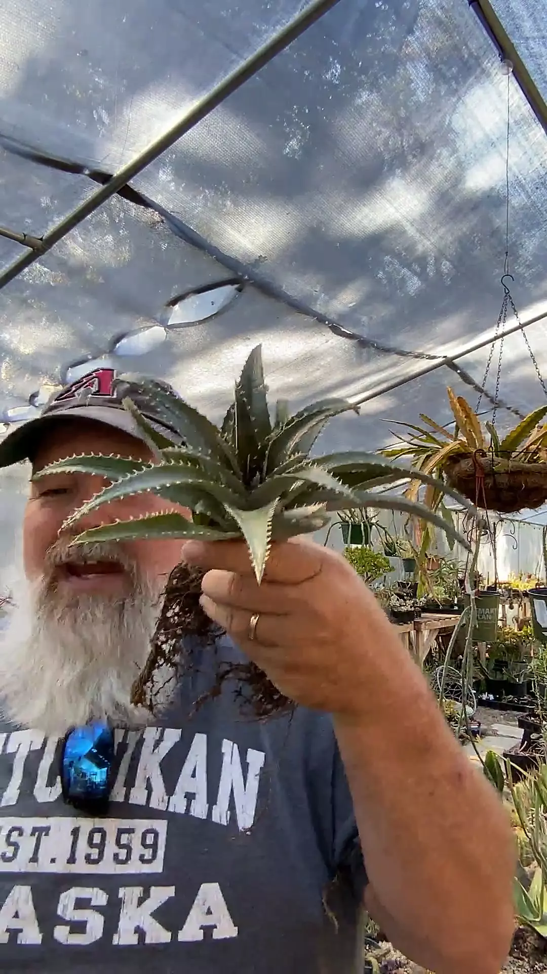 plant/Dyckia _?-0