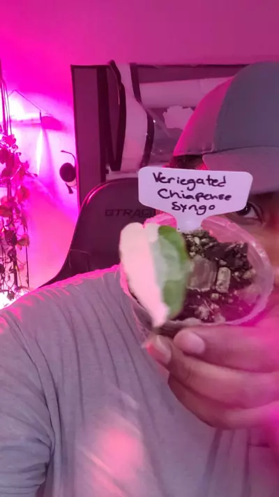 plant/Syngonium Chiapense veriegated-0-thumbnail