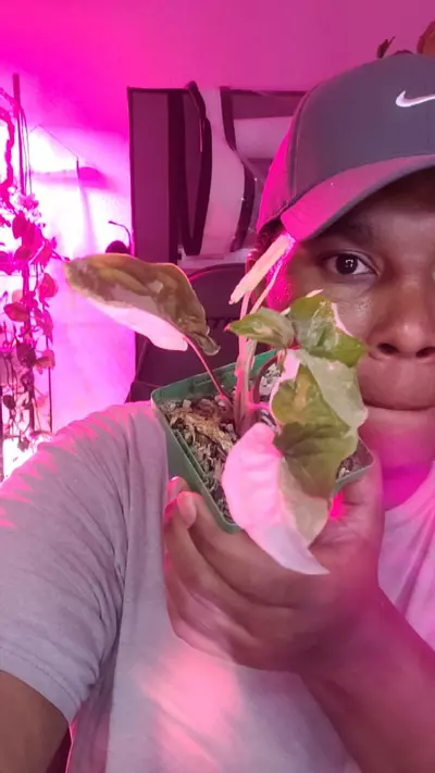 plant/Syngonium albo-0-thumbnail