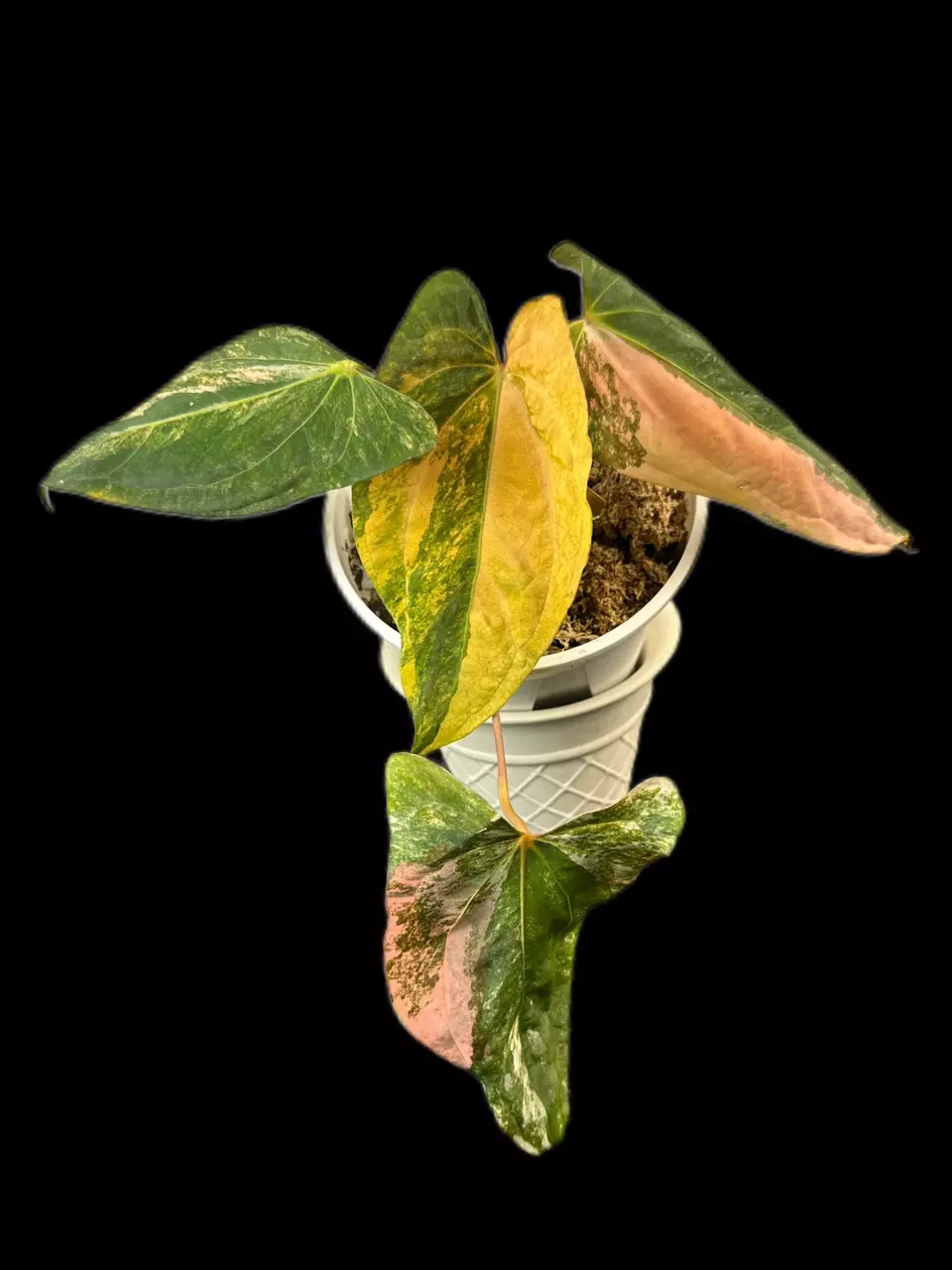 plant/B028 papi fs self pink var-0