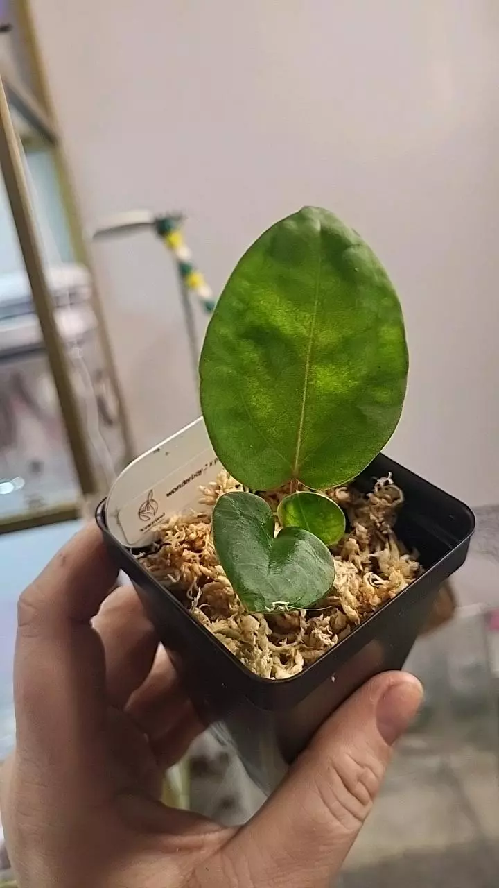 plant/2812 wonderboy x port-0