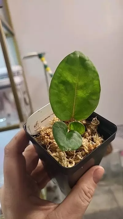 plant/2812 wonderboy x port-0-thumbnail