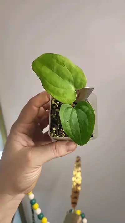 plant/0221 dalias night-0-thumbnail