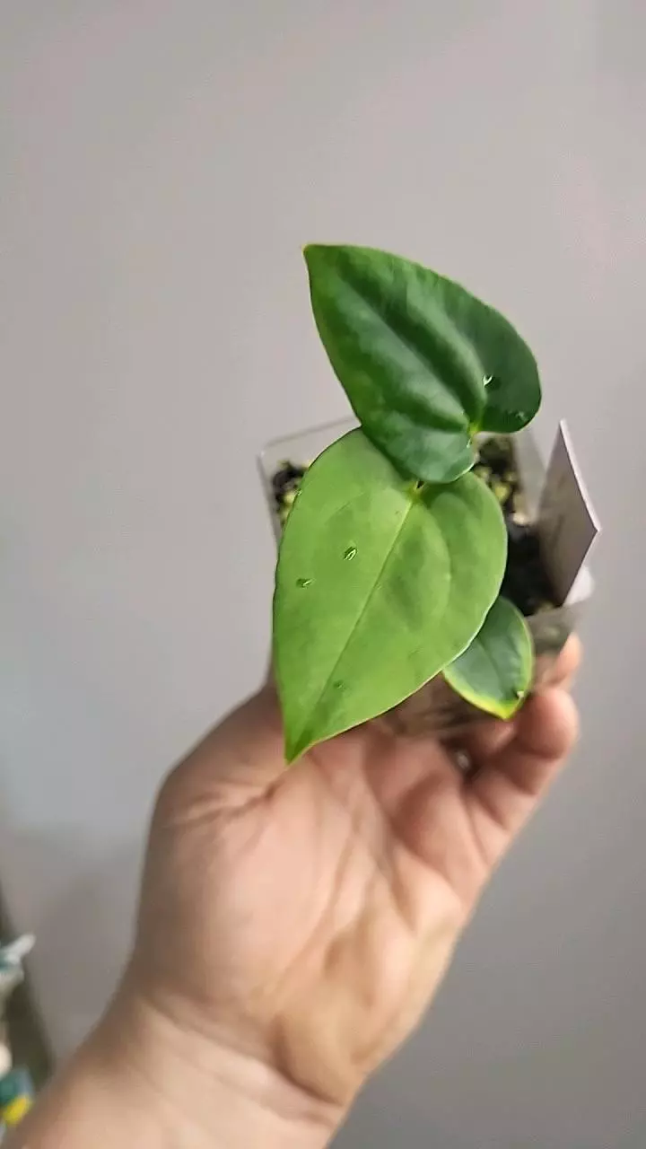 plant/2821 Papi (ra5xself x llb)-0