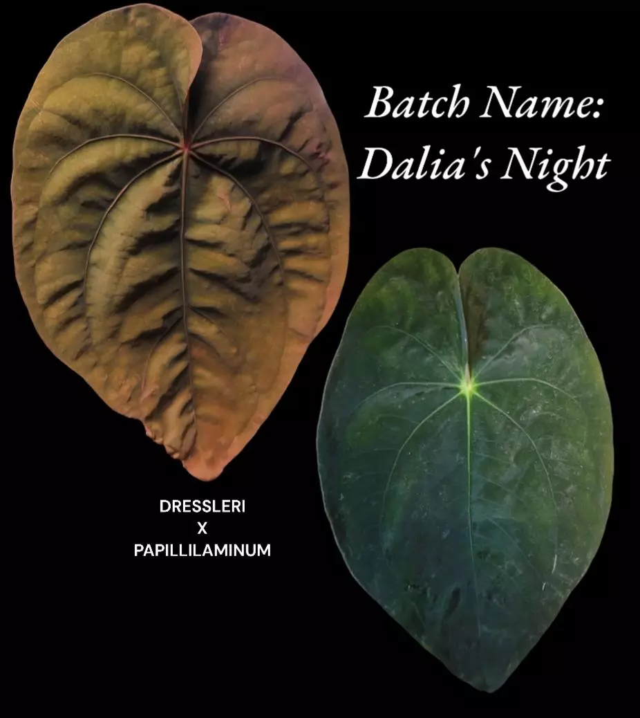 plant/0221 dalias night-1