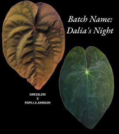 plant/0221 dalias night-1-thumbnail
