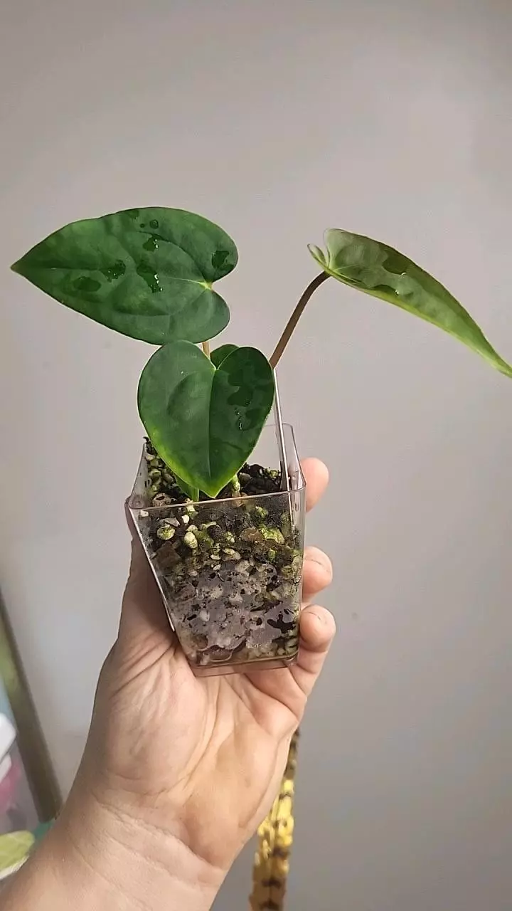 plant/2820 Papi (ra5xself x llb)-0