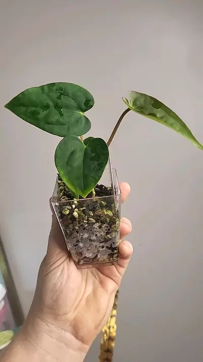 plant/2820 Papi (ra5xself x llb)-0-thumbnail