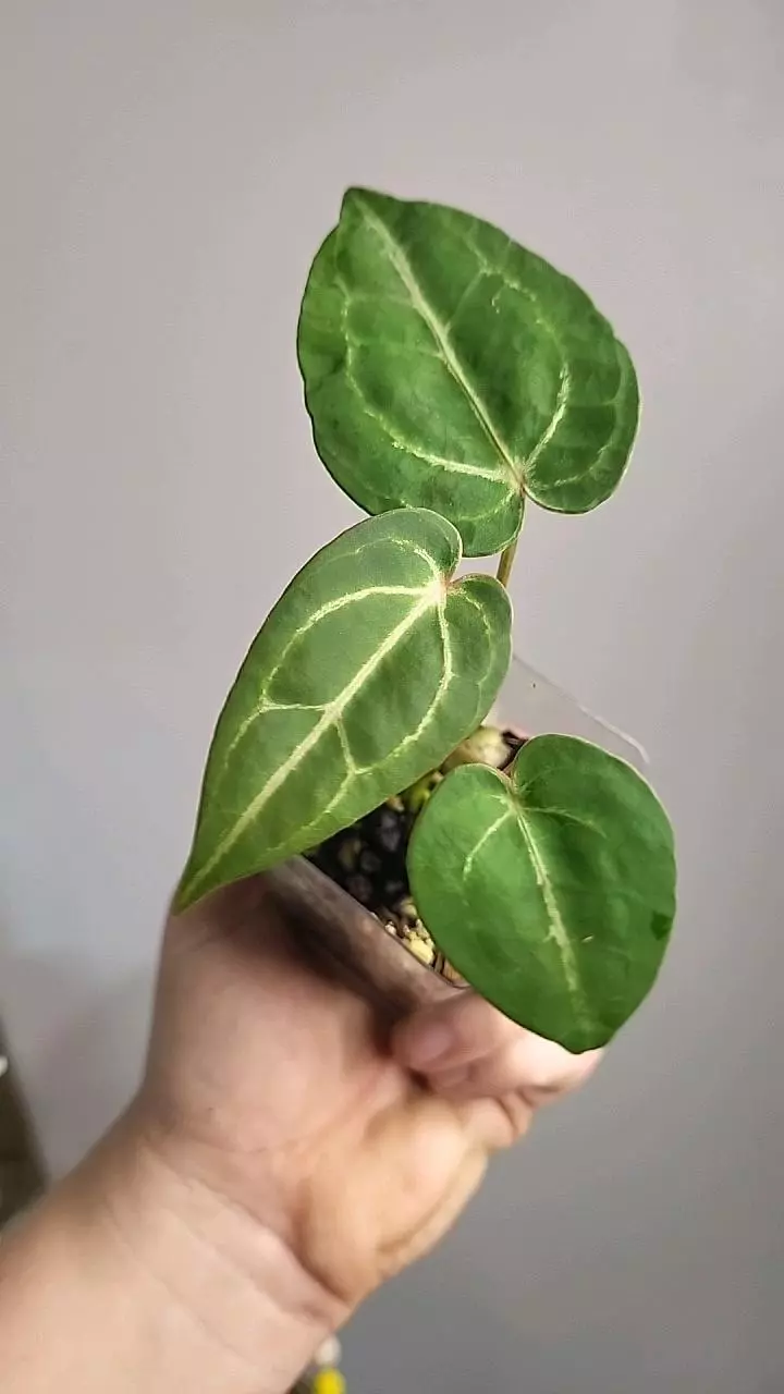plant/2403 (dbx papixcrystal) x RC HYBRID  by Green reaper co-0
