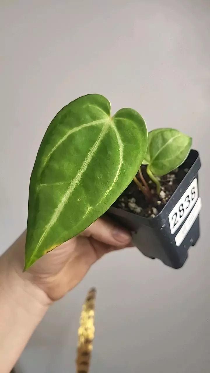 plant/2838 (Dorayaki x griege) x rc by Urban leaf shop-0