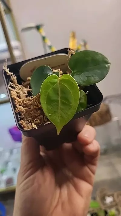 plant/2811 zara f2 x carlablackiae by WR-0-thumbnail